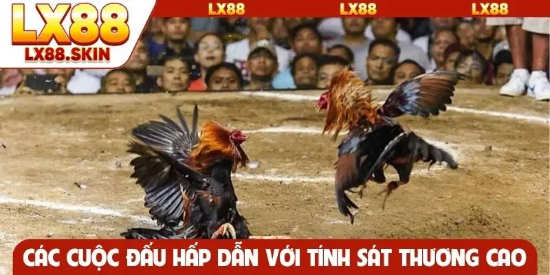 Các cuộc đấu hấp dẫn với tính sát thương cao