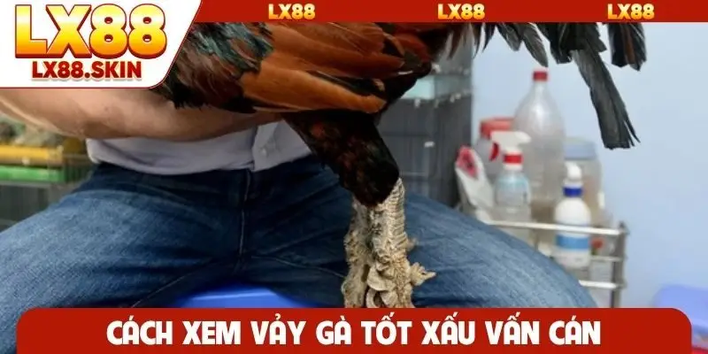 Cách xem vảy gà tốt xấu vấn cán