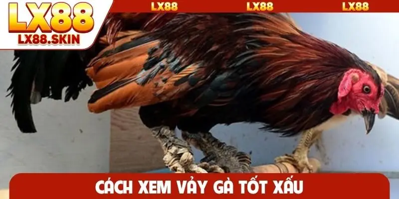 Cách xem vảy gà tốt xấu