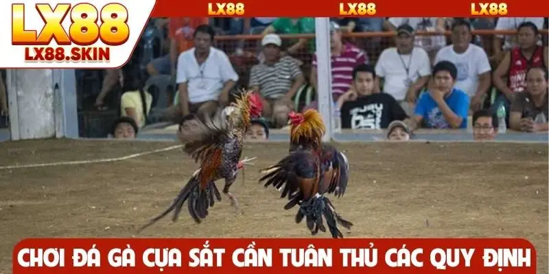 Chơi đá gà cựa sắt cần tuân thủ các quy định