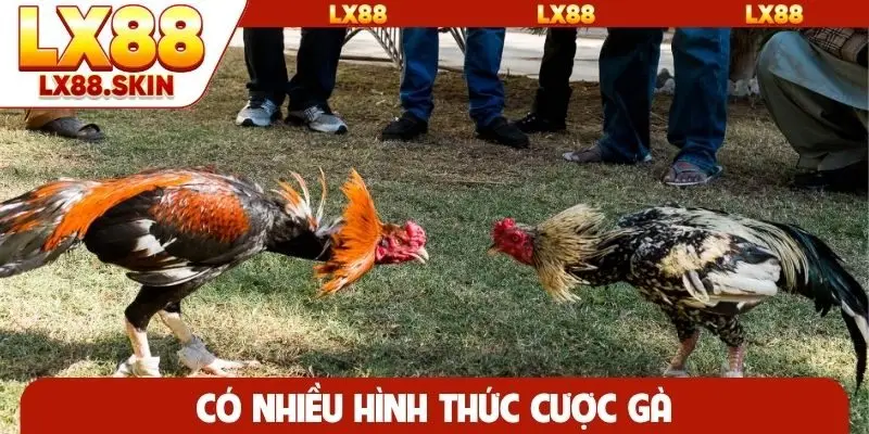 Có nhiều hình thức cược gà