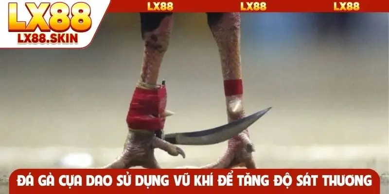 Đá gà cựa dao sử dụng vũ khí để tăng độ sát thương