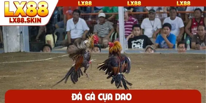 Đá gà cựa dao