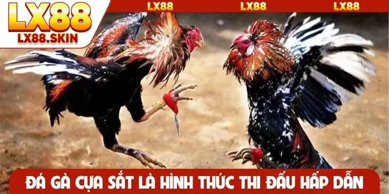 Đá gà cựa sắt là hình thức thi đấu hấp dẫn