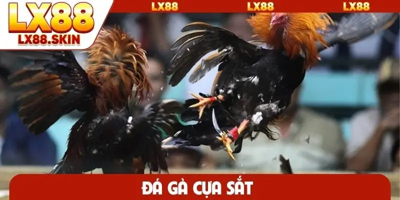 Đá gà cựa sắt