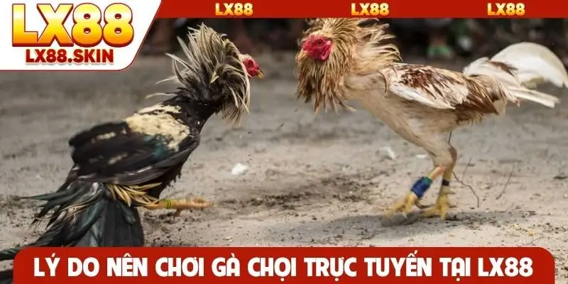 Lý do nên chơi gà chọi trực tuyến tại LX88