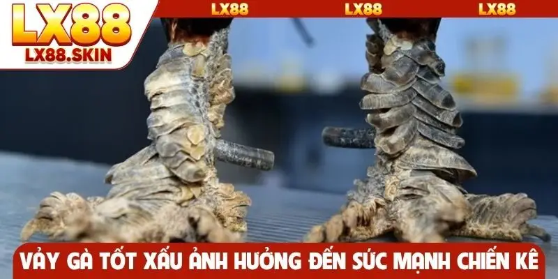 Vảy gà tốt xấu ảnh hưởng đến sức mạnh chiến kê