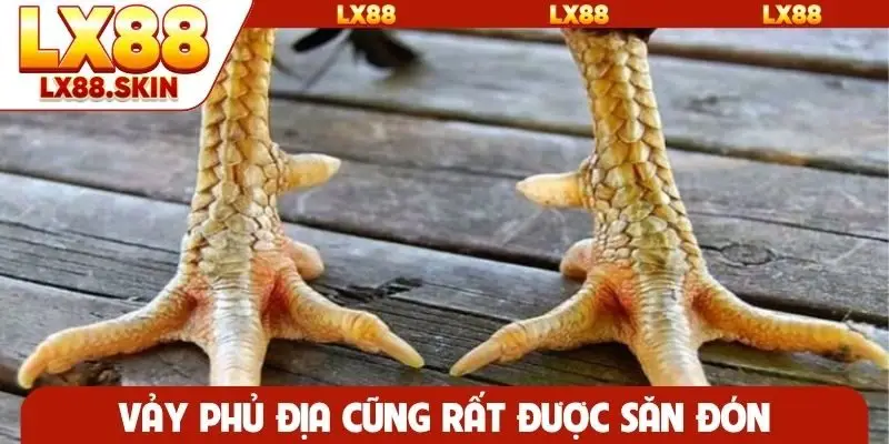 Vảy phủ địa cũng rất được săn đón